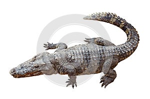 Wildlife crocodile isolated on white photo