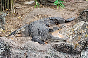 Wildlife Crocodile lies on rock and open its mouth for reduce body temperature