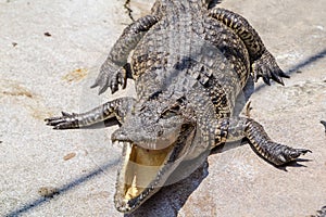 Wildlife crocodile open mouth