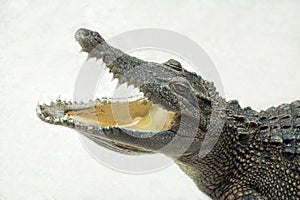 Wildlife crocodile open mouth isolated.