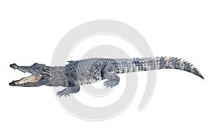 Wildlife crocodile open mouth isolated