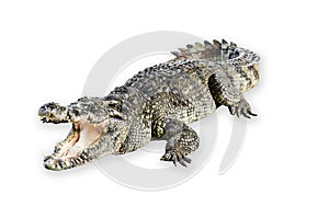 Wildlife crocodile open mouth isolated on white background.