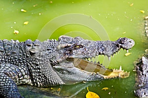 Wildlife crocodile open mouth on white background