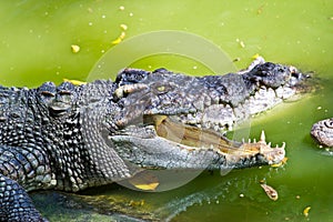 Wildlife crocodile open mouth on white background