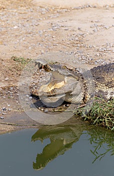 Wildlife crocodile sleeping and open mouth laying on the ground near the river in the nature