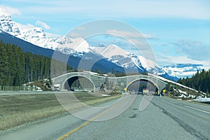 Wildlife crossing ecoduct or animal overpass on Trans-Canada highway near Banff National Park