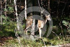 Wildlife deer bambi landscape