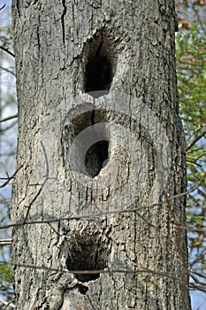 Wildlife Den Tree