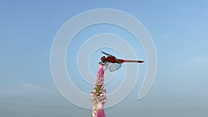 A wildlife of dragonfly that perch on the flowers of wild plants in the morning