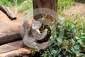 wildlife in Dubbo Zoo NSW Australia