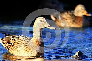Wildlife duck