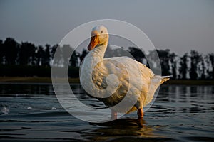 Wildlife , duck photography, duck in sea