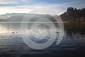 Wildlife ducks with stunning view on castle on beautiful lake bled surrounded by julian alps