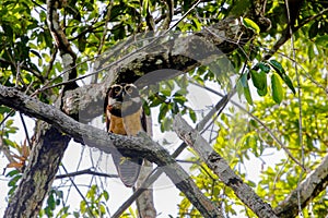 Wildlife: At Dusk, a Spectacled Owl readies for the hunt in the Northern Jungles of Guatemala