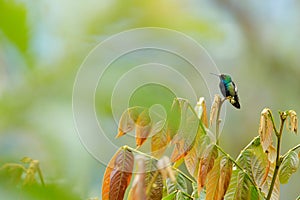 Wildlife Ecuador. Black-throated Mango, Anthracothorax nigricollis, hummingbird from Colombia, Ecuador and Peru. Beautiful bird