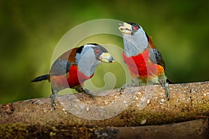 Wildlife Ecuador. Toucan Barbet, Semnornis ramphastinus, Bellavista, Mindo in Ecuador, exotic grey and red bird. Wildlife scene