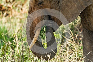 Wildlife - Elephant