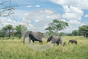 Wildlife - Elephants