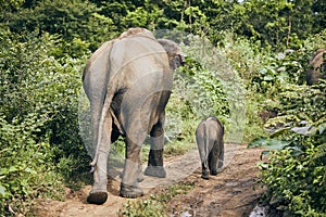 Wildlife elephants in Sri Lanka