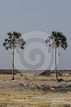 Wildlife in Etosha