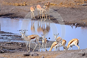 Wildlife - Etosha National Park - Namibia