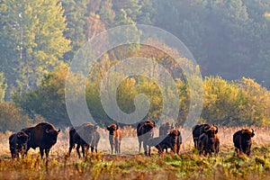 Wildlife in Europe. Bison herd in the autumn forest, sunny scene with big brown animal in the nature habitat, yellow leaves on the