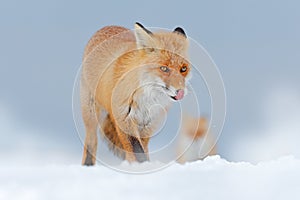 Wildlife Europe. Detail close-up portrait of nice fox. Red fox in white snow. Cold winter with orange fur fox. Hunting animal in t