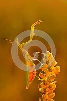 Wildlife Europe. Evening light with insect. Mantis on flower, Mantis religiosa, beautiful evening sun, Czech republic. Wildlife sc