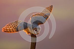 Wildlife Europe. Evening light with landing owl. Barn owl flying with spread wings on tree stump at the evening. Wildlife scene fr