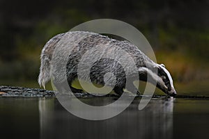 Wildlife in Europe forest. Badger in wood, animal in nature habitat, Germany, Europe. Wild Badger drink water in the river, Meles photo