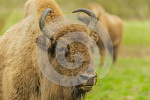 Wildlife - European Bison - Wisent