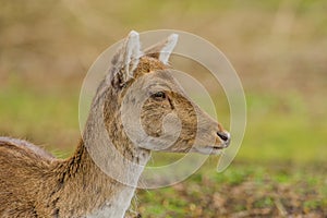 Wildlife - Fallow Deer