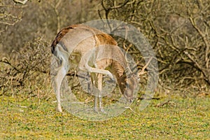 Wildlife - Fallow Deer