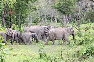 Wildlife of family Asian Elephant walking and looking grass for food in forest. Kui Buri National Park. Thailand