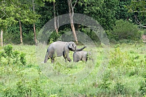 Wildlife of family Asian Elephant walking and looking grass for food in forest. Kui Buri National Park. Thailand