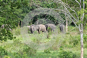 Wildlife of family Asian Elephant walking and looking grass for food in forest. Kui Buri National Park. Thailand