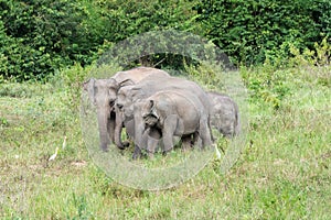 Wildlife of family Asian Elephant walking and looking grass for food in forest. Kui Buri National Park. Thailand