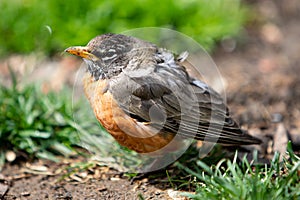 Wildlife Fauna Birds Red Orange American Robin Juvenile