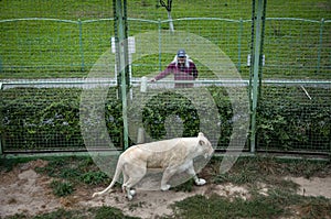 Wildlife and fauna. Panthera leo krugeri walking and looking at man tourist. White lion lioness. Wild animal and wildlife. Animal