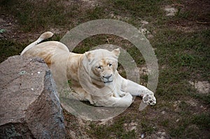 Wildlife and fauna. Panthera leo krugeri. White lion lioness. Wild animal and wildlife. Animal in zoo. White lion lioness in zoo