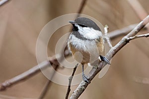 Wildlife Fauna Small Tiny Bird Birds Black Capped Chickadee