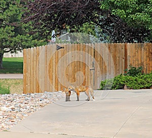 Wildlife Female fox and pup in residential neighborhood