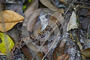 Wildlife: A Fer-de-lance Bothrops asper is seen in a trail in Peten, Guatemala