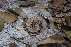 Wildlife: A Fer-de-lance Bothrops asper is seen in a trail in Peten, Guatemala