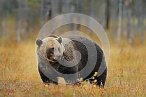 Divoká zvěř Finsko. Medvěd ukrytý ve žlutém lese. Podzimní stromy s medvědem. Krásný medvěd hnědý chodí kolem jezera, podzimní barvy.