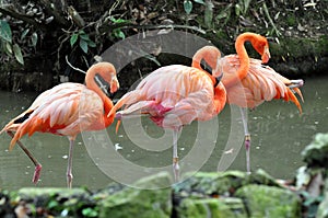 Wildlife flamingo