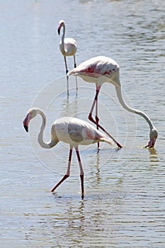 Wildlife: Flamingos in Camargue