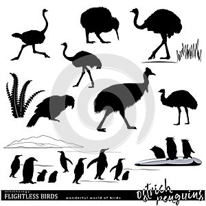 Wildlife. Flightless birds set. Ostriches, penguins, kiwi, kakapo silhouettes.