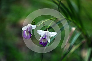 Wildlife flowers