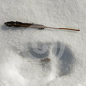 Wildlife footprint found in winter snow
